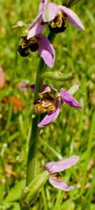 Parc De Fierbois : Biodiversite1