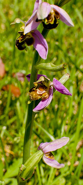 Parc De Fierbois : Biodiversite, fleurs violettes au Camping Castel 