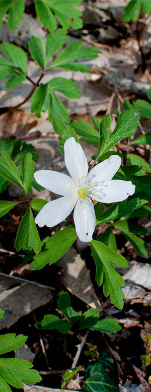 Camping Castel Parc De Fierbois : Biodiversite et fleurs blanches