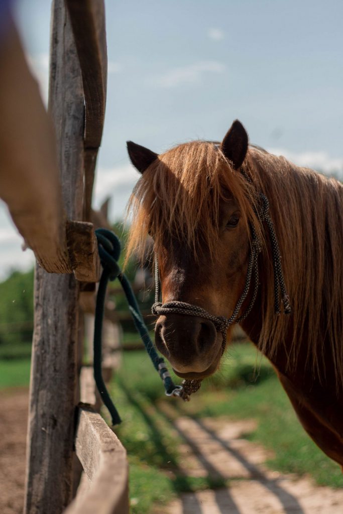 Balades à cheval autour du camping en Indre et Loire et Val de Loire