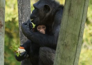 Parc De Fierbois : camping proche beauval © Zooparc De Beauval