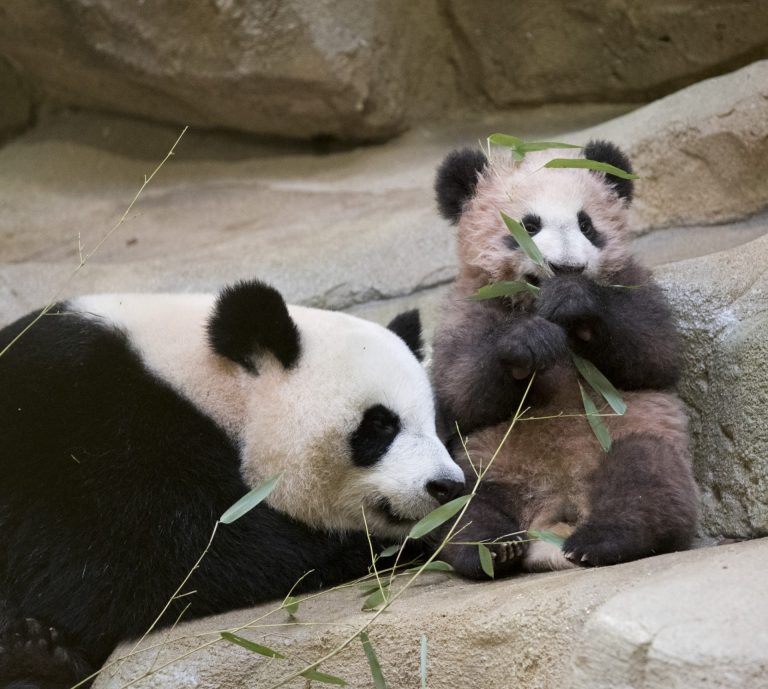 Zoo de Beauval camping Parc De Fierbois : Premiere Sortie des bébés pandas