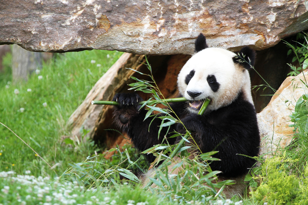 Parc De Fierbois : Mr Panda06 Zooparc De Beauval