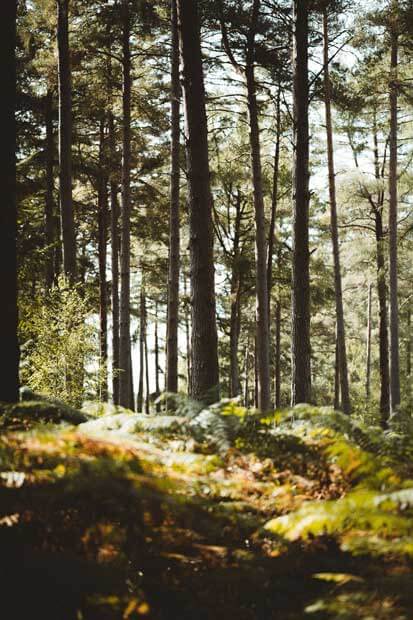 Parc De Fierbois : camping 5 étoiles en Indre et Loire en pleine nature