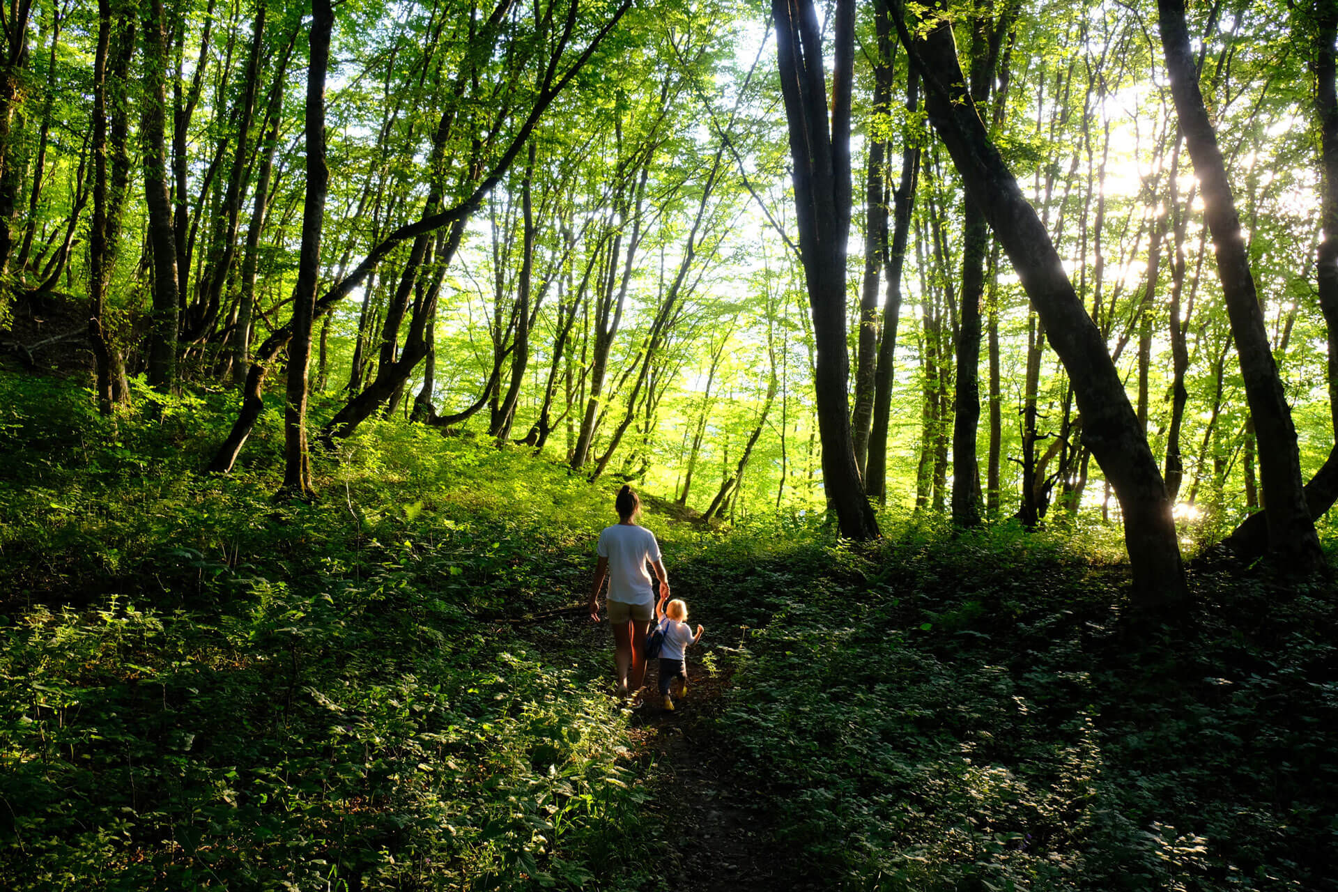 Parc De Fierbois : Fierbois Unsplash