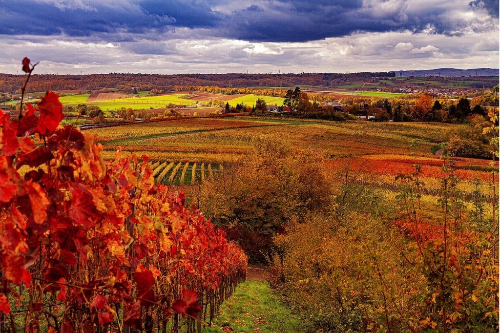 Parc De Fierbois : Vineyard 4604354 1280