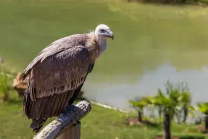 Zoo de Beauval 35 AdobeStock 294602492