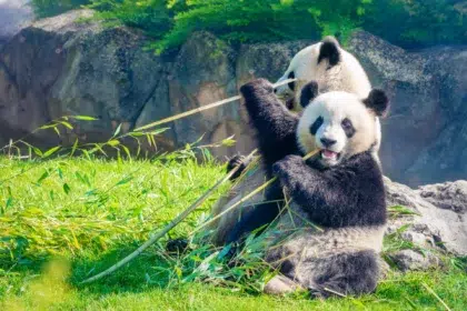 Zoo de Beauval 30 AdobeStock 382841165