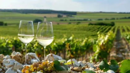 Weintourismus im Loire-Tal 31 AdobeStock 879363565