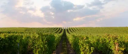 Weintourismus im Loire-Tal 30 AdobeStock 974375619