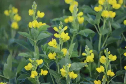 Ce que vous trouverez chez nous 36 AdobeStock 1480993291