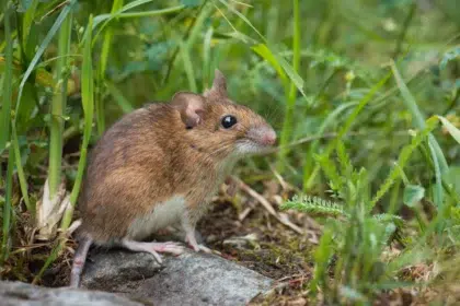 Ce que vous trouverez chez nous 33 AdobeStock 158638281